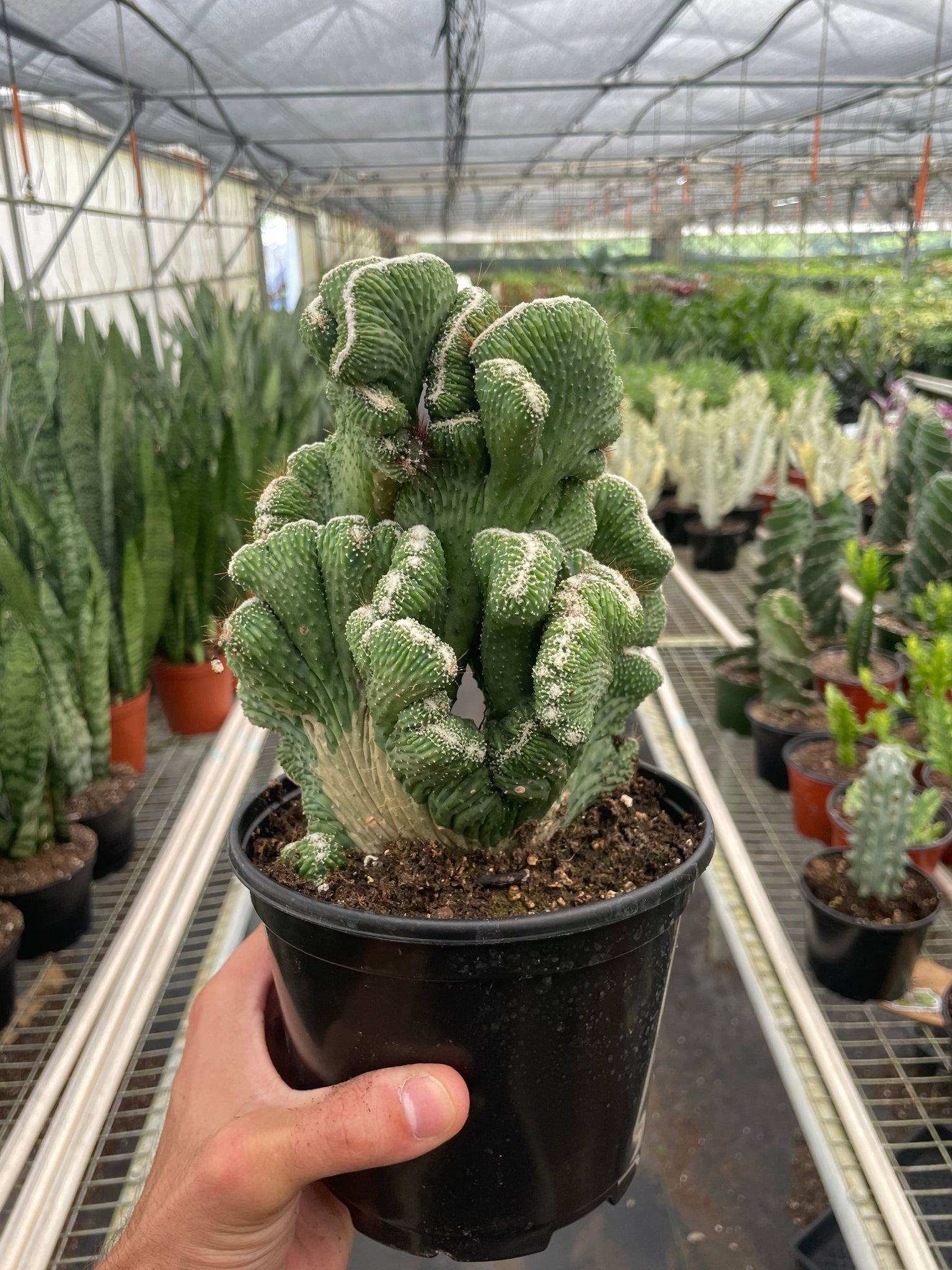 green coral succulent Succulent Cereus Coral Green