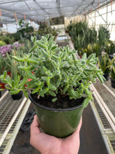 Load image into Gallery viewer, Delosperma echinatum &#39;Pickle Plant&#39;