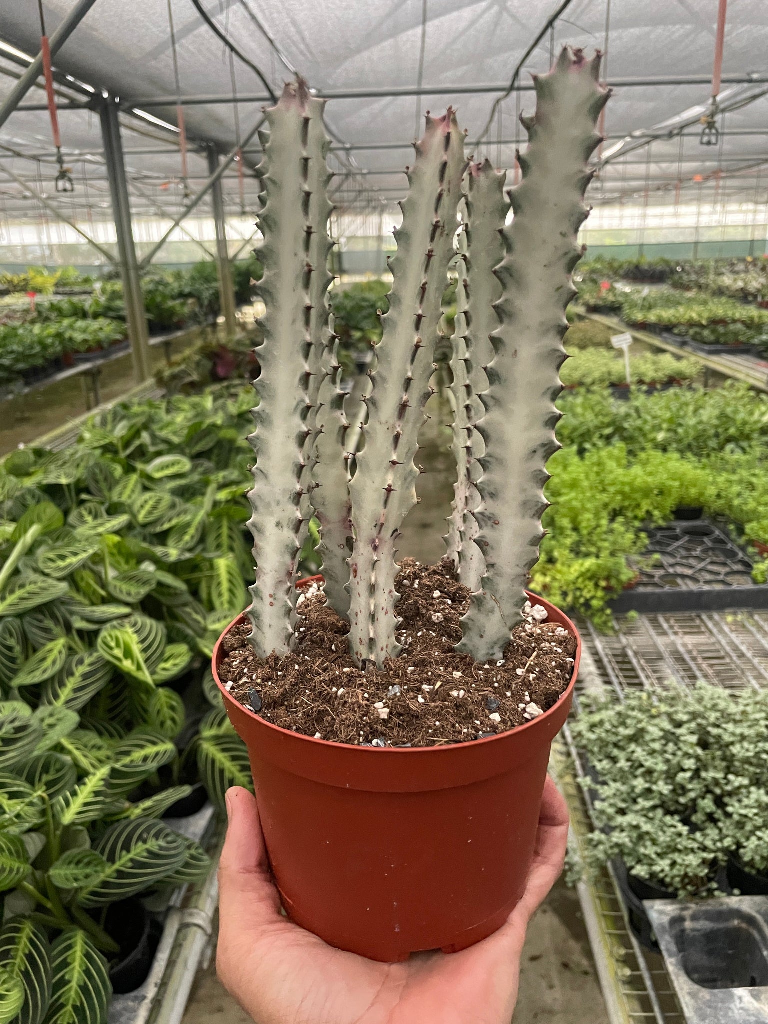 dragon bones succulent Succulent Euphorbia 'Dragon Bone' – Mickey Hargitay Plants