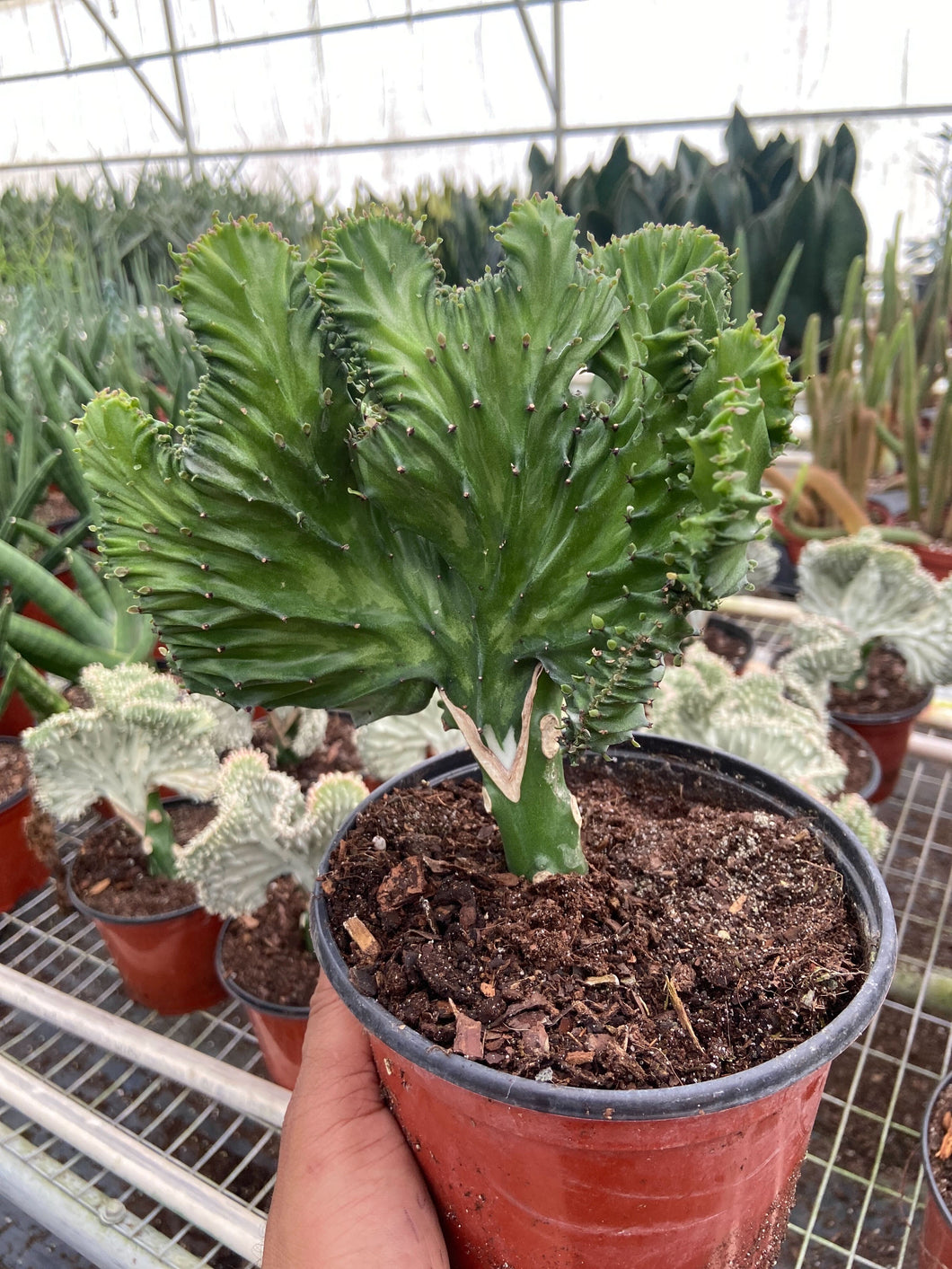 succulent euphorbia Succulent Euphorbia Lactea Mermaid Tail