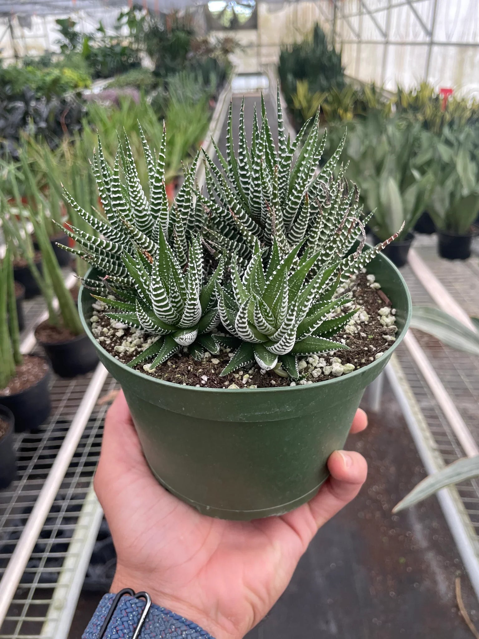 zebra succulent plants Zebra Succulent – Mickey Hargitay Plants