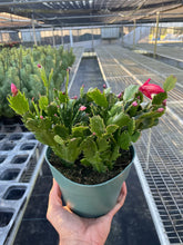 Load image into Gallery viewer, Zygocactus &#39;Christmas Cactus&#39;