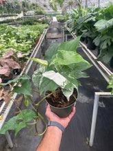 Load image into Gallery viewer, Syngonium &#39;Albo&#39;