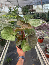 Load image into Gallery viewer, Syngonium Merry