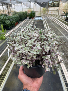 pink panther plant indoor Callisia