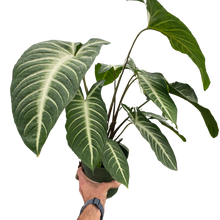 Load image into Gallery viewer, Xanthosoma &#39;Lendenii&#39;