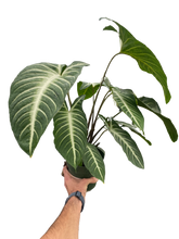 Load image into Gallery viewer, Xanthosoma &#39;Lendenii&#39;