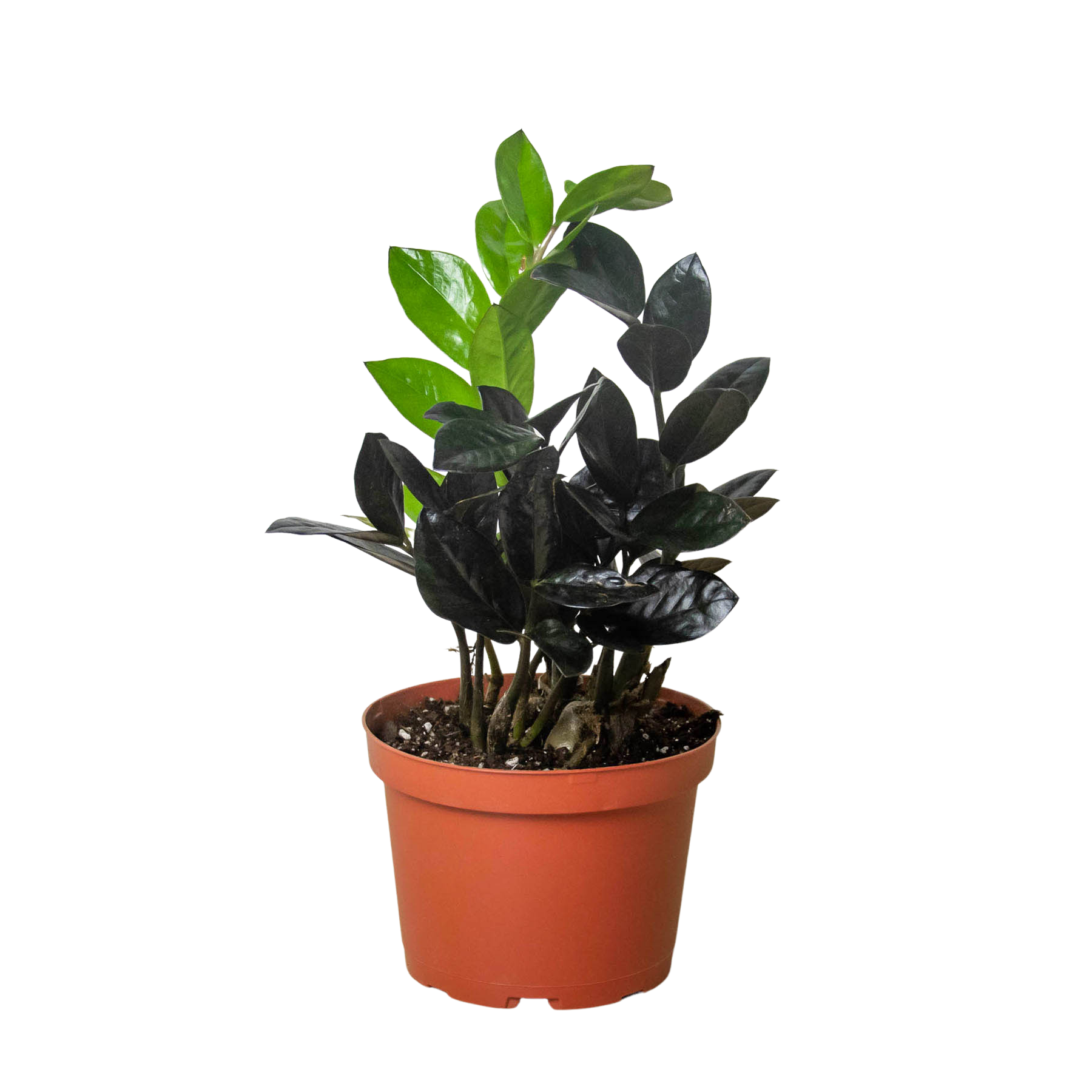 ZZ Zamioculcas 'Black Queen' – Mickey Hargitay Plants