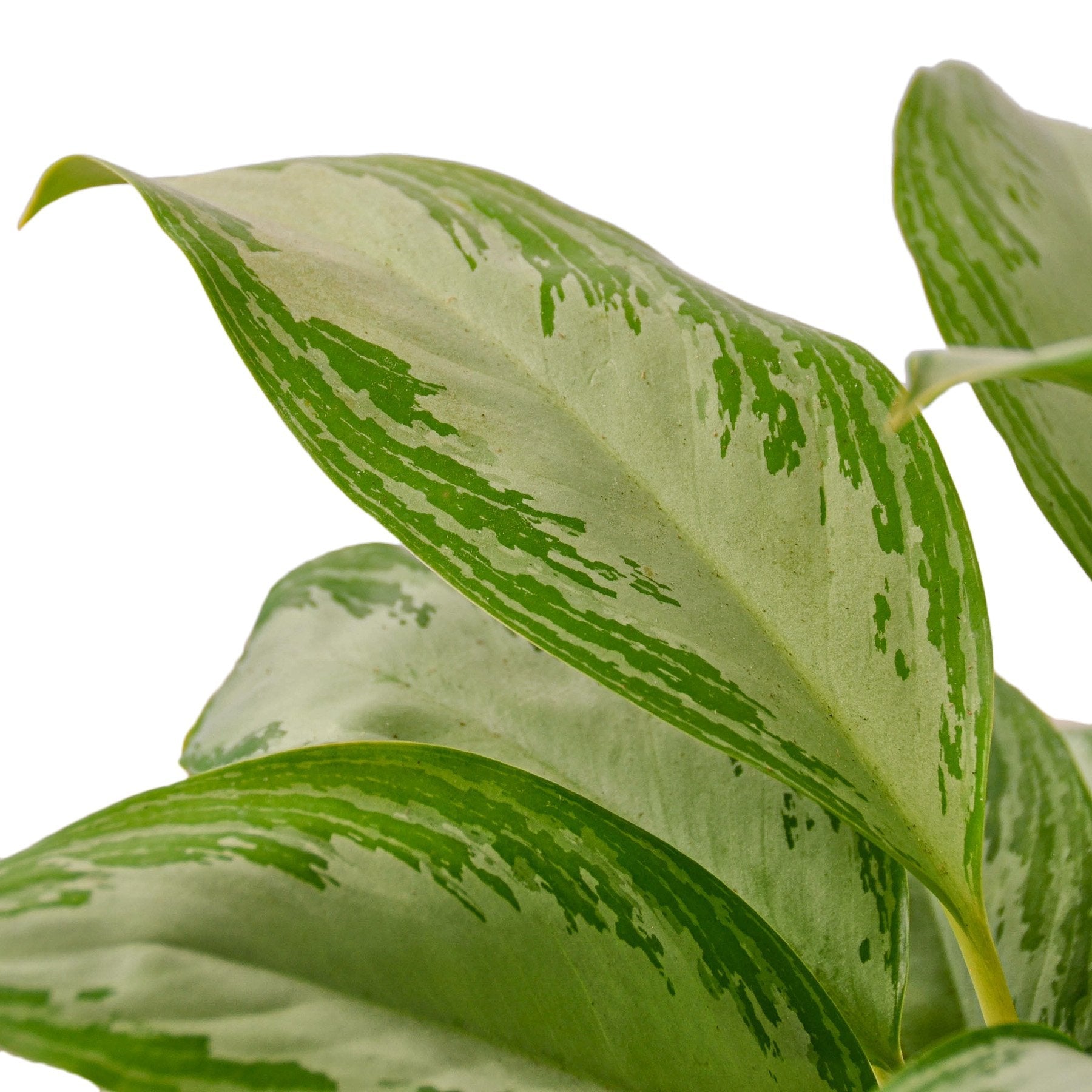 aglaonema silver queen vs silver bay SILVER BAY CHINESE EVERGREEN 6in