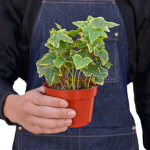 Load image into Gallery viewer, English Ivy Gold Child