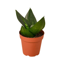 Load image into Gallery viewer, Snake Plant Jade