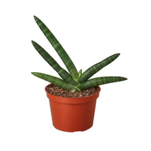 Load image into Gallery viewer, Snake Plant Starfish