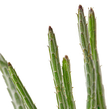 Load image into Gallery viewer, Senecio Stapeliiformis Pickle Plant