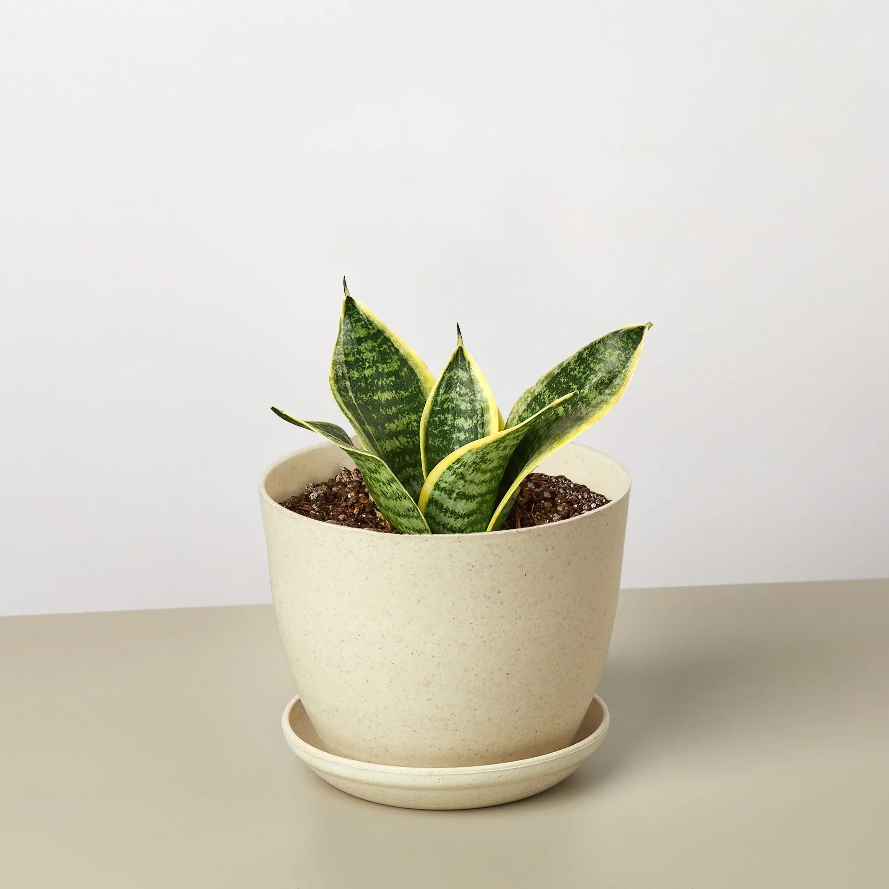 michaels snake plant Snake Plant Laurentii Dwarf – Mickey Hargitay Plants