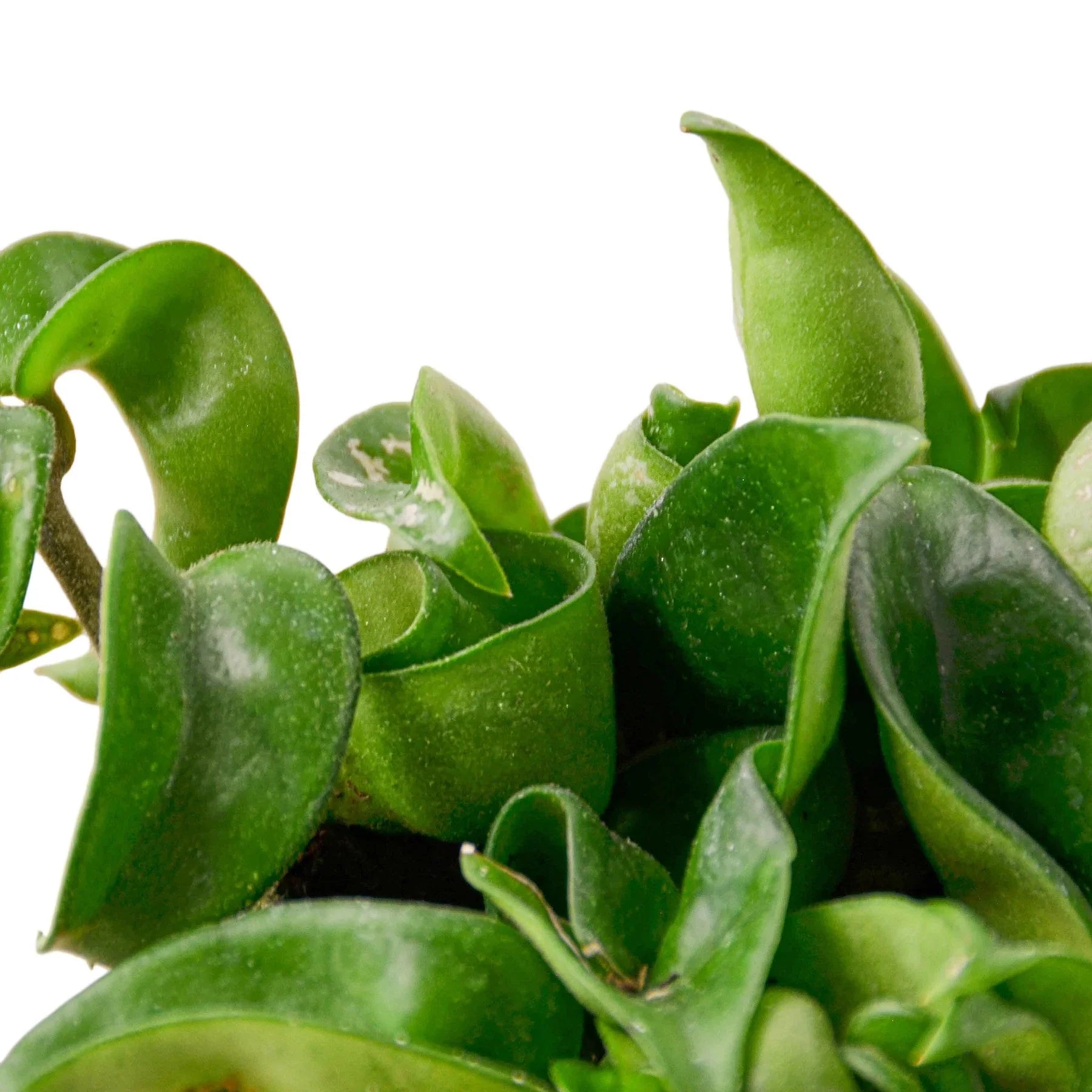 succulent rope plant Hoya Rope Plant
