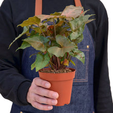 Load image into Gallery viewer, Syngonium Merry