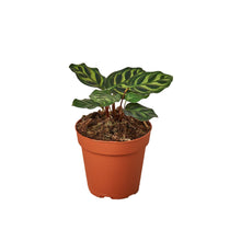 Load image into Gallery viewer, Calathea &#39;Makoyana&#39;