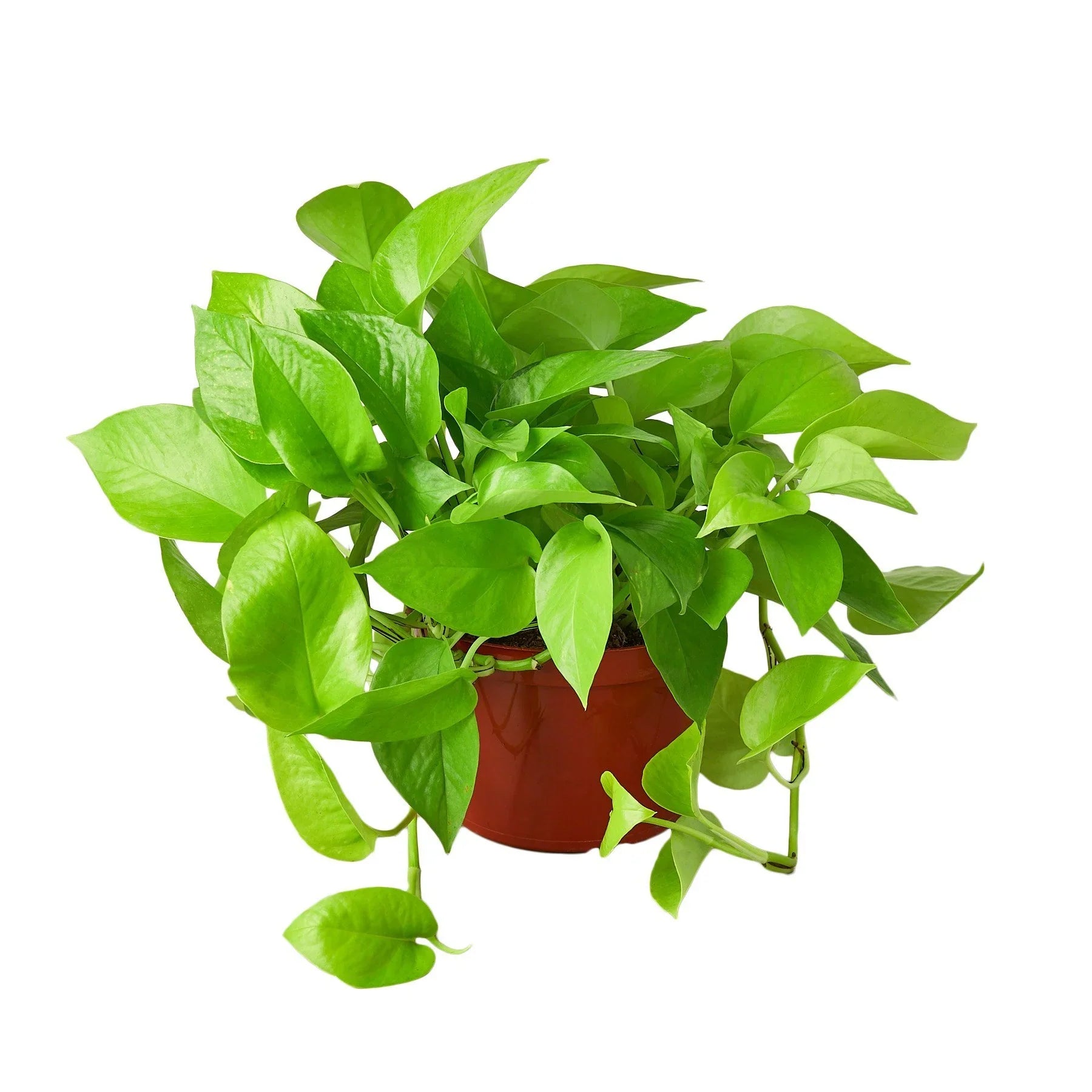 neon indoor plants Pothos 'Neon' – Mickey Hargitay Plants