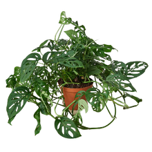 Load image into Gallery viewer, Monstera Adansonii &#39;Swiss Cheese&#39;