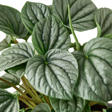 Load image into Gallery viewer, Peperomia &#39;Frost&#39;