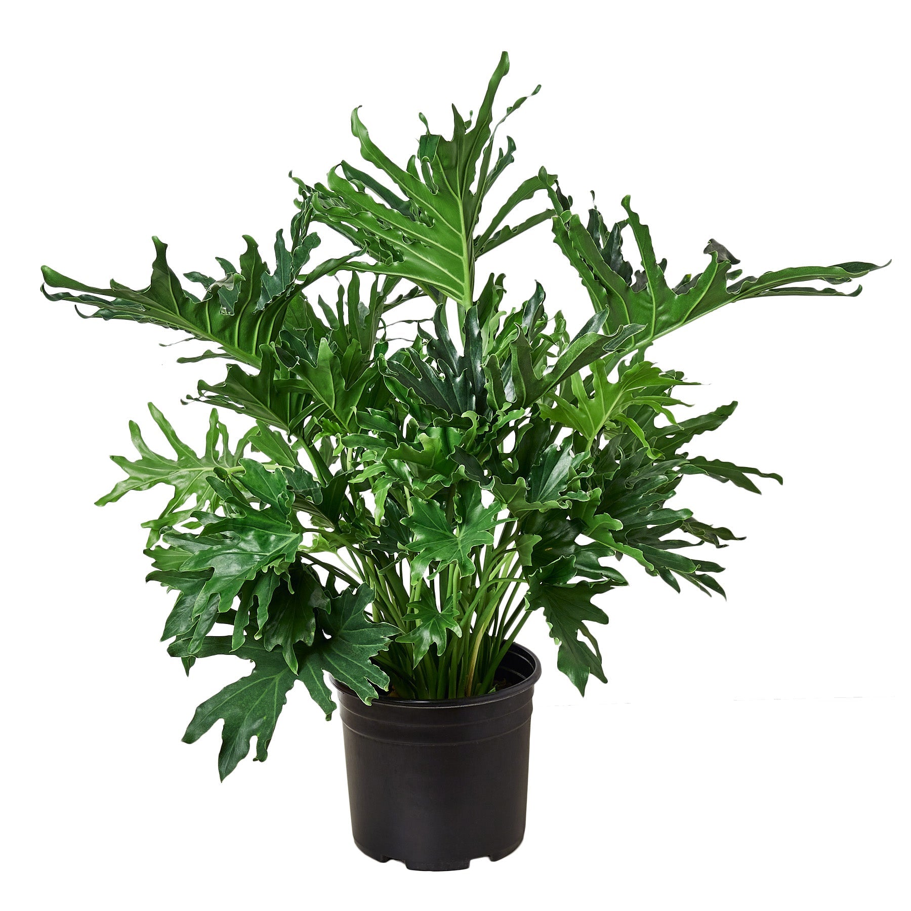 care for philodendron split leaf Philodendron 'Lickety Split' – Mickey Hargitay Plants