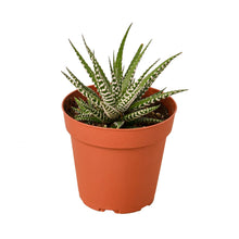 Load image into Gallery viewer, Zebra Succulent