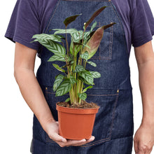 Load image into Gallery viewer, Calathea &#39;Grey Star&#39;