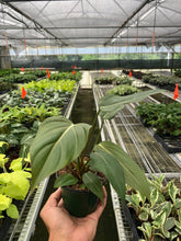 Load image into Gallery viewer, Philodendron &#39;Summer Glory&#39;