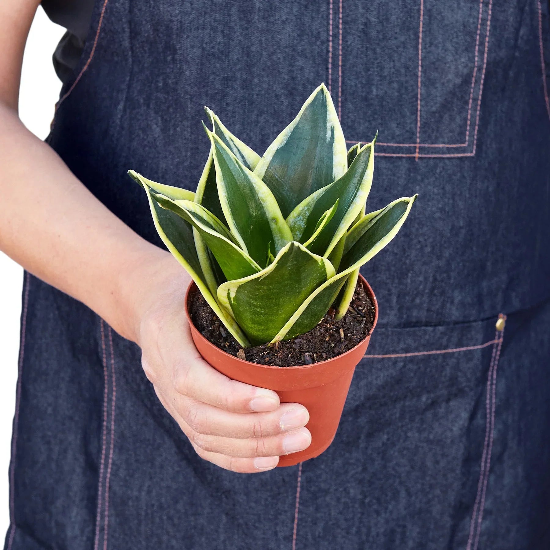 black and gold sansevieria Snake Plant Black Gold – Mickey Hargitay Plants