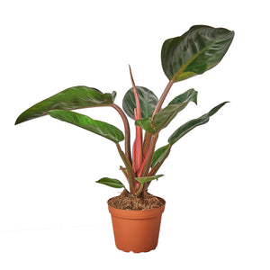 where are philodendrons native to Philodendron 'Congo Rojo' – Mickey Hargitay Plants