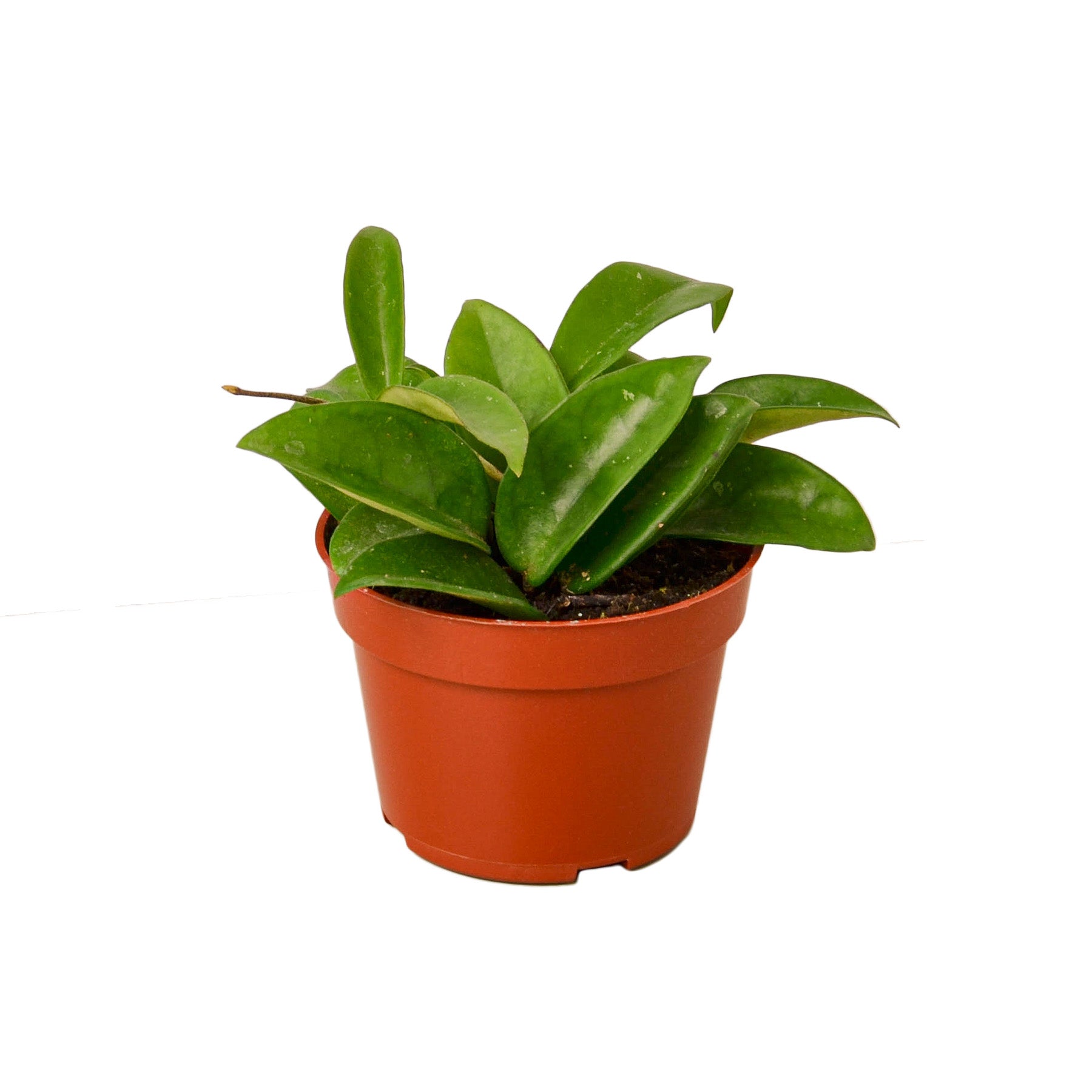Hoya Carnosa – Mickey Hargitay Plants