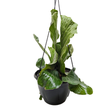 Load image into Gallery viewer, Fern &#39;Elephant&#39;