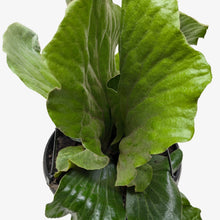 Load image into Gallery viewer, Fern &#39;Elephant&#39;