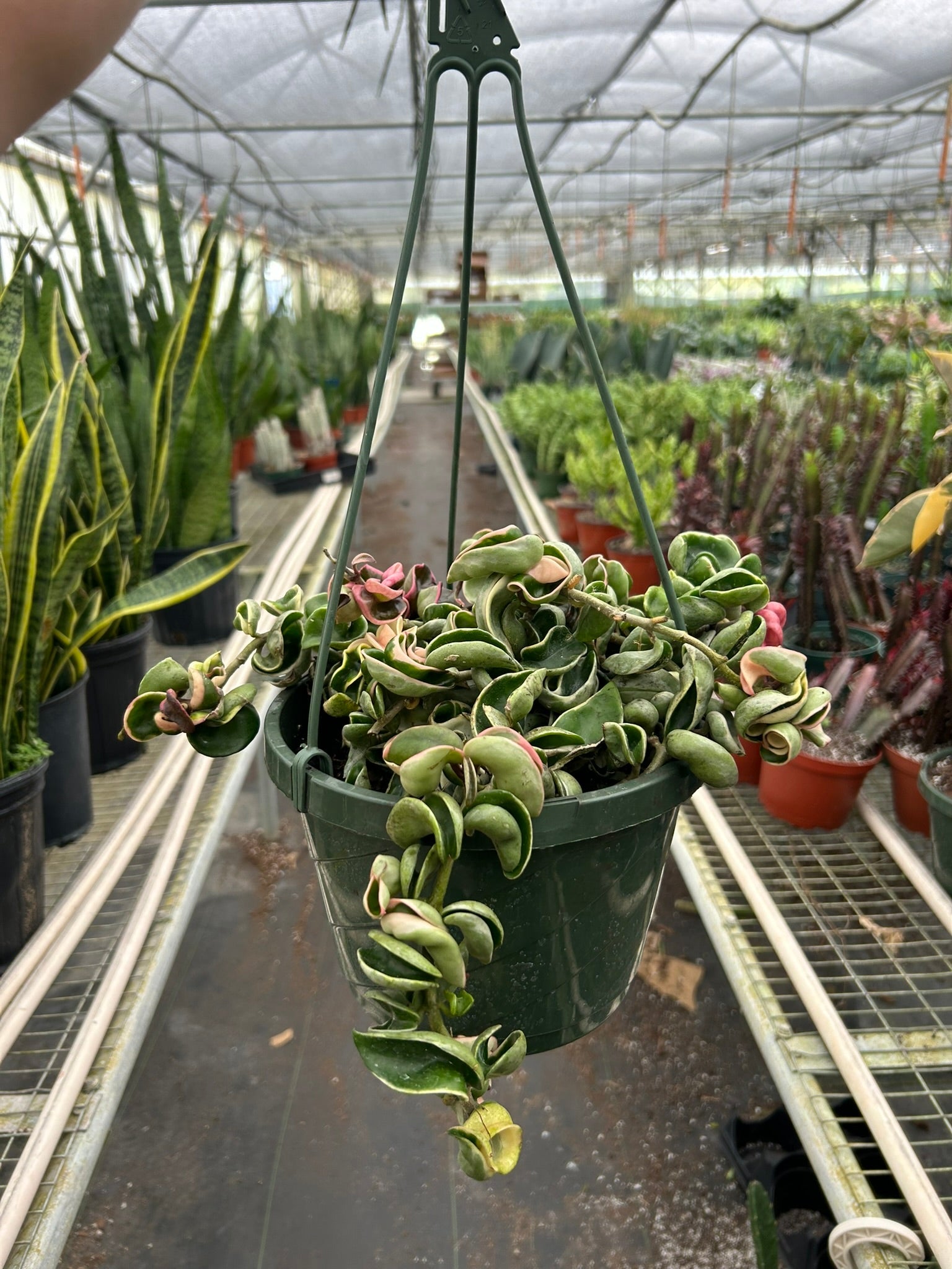 Heavy Rope Hoola Rope Hoya 'Rope Plant' Variegated – Mickey Hargitay Plants