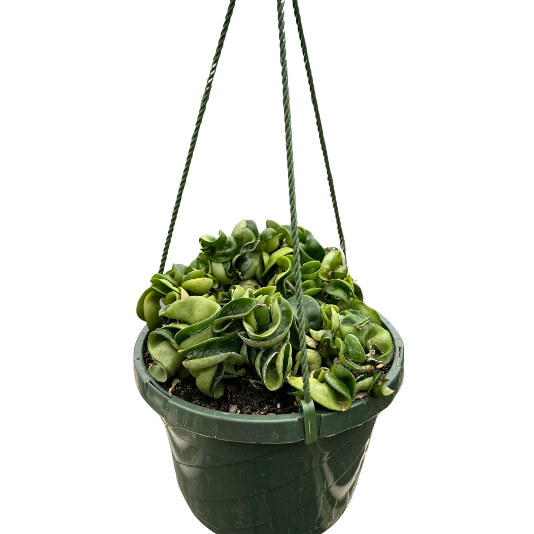 is hoya hindu rope a succulent Hoya Rope Krinkle Kurl 4in Pot