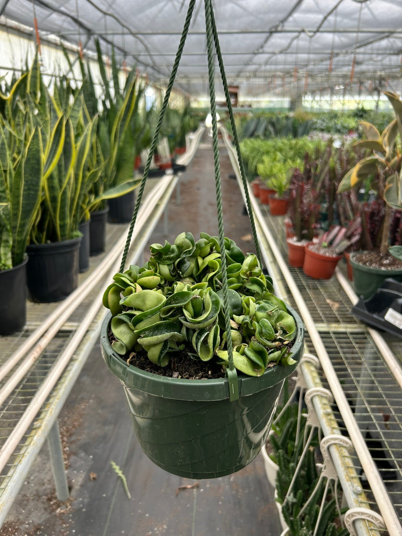 Hoya Rope Plant – Mickey Hargitay Plants