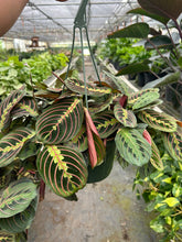 Load image into Gallery viewer, Maranta Red Prayer