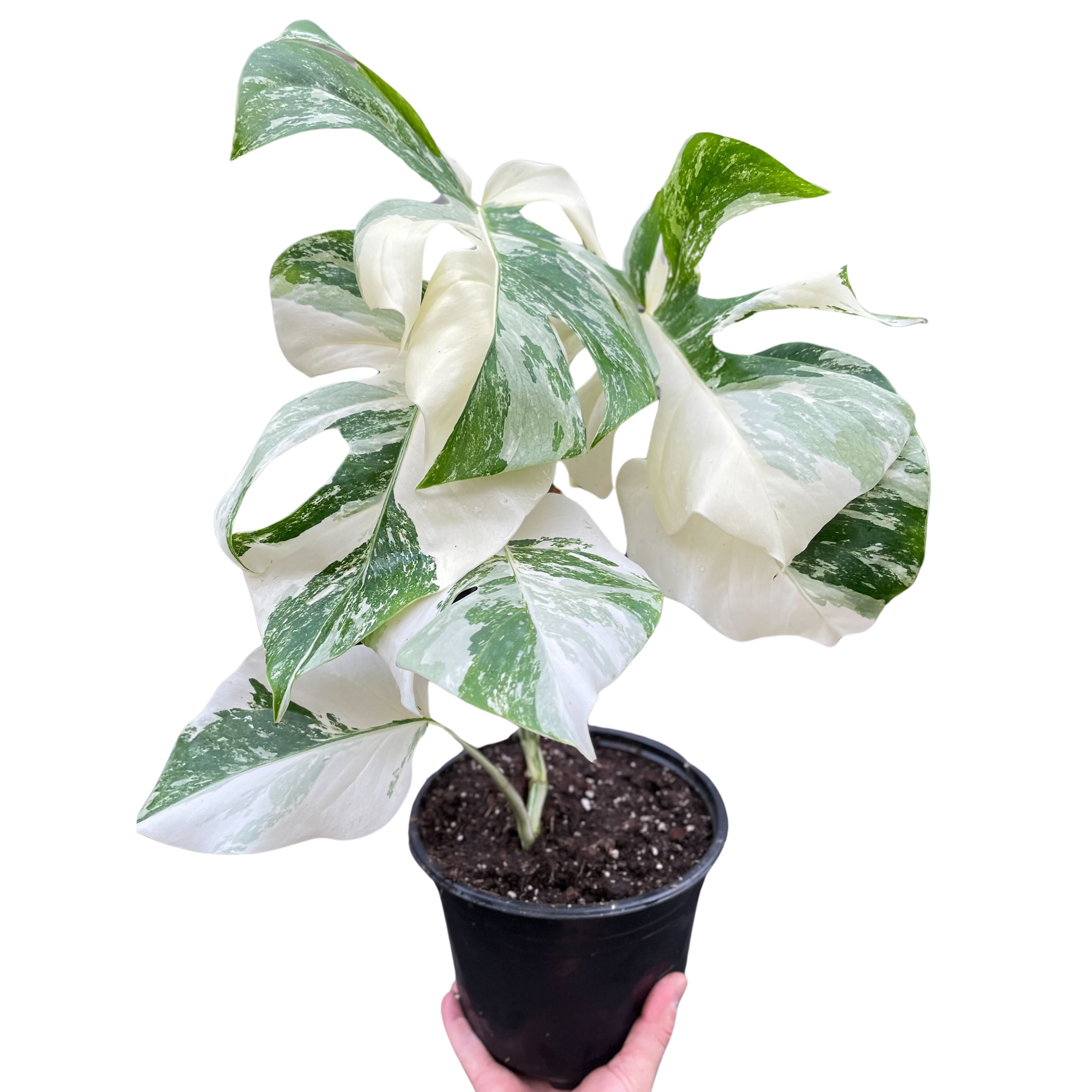 Monstera 'Albo Borsigiana Variegated' – Mickey Hargitay Plants Monstera 'Albo Borsigiana Variegated' – Mickey Hargitay Plants