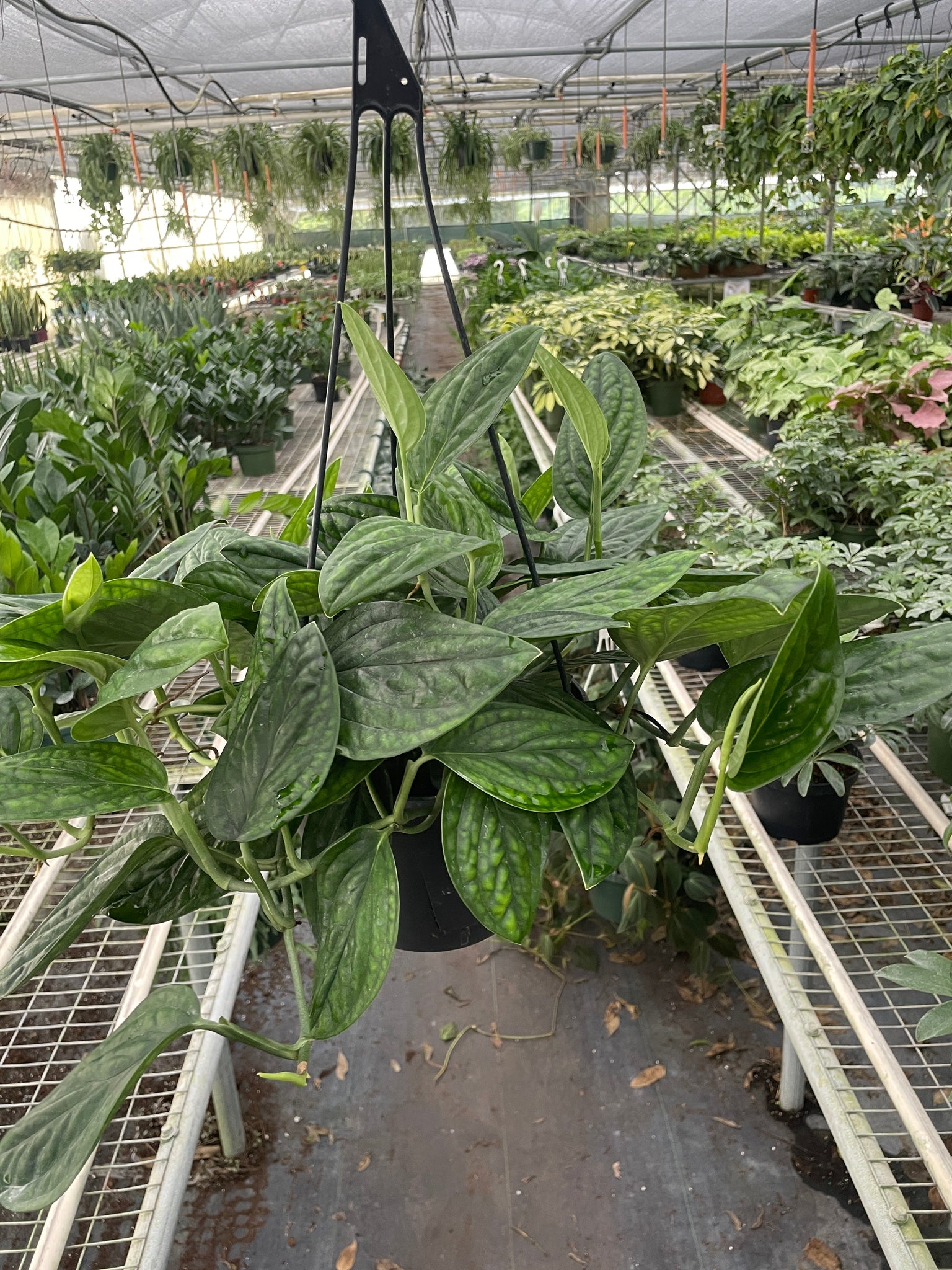 pothos vs monstera Monstera 'Peru' – Mickey Hargitay Plants