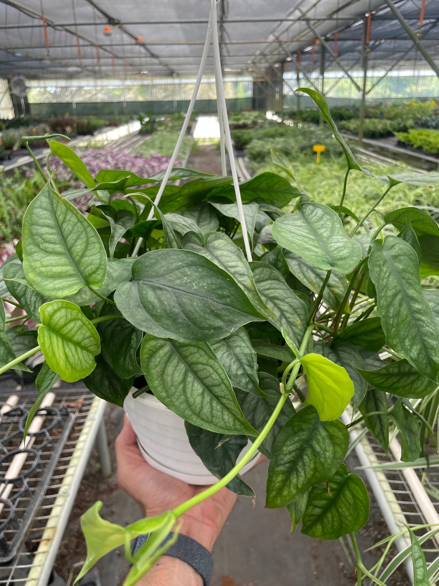 monstera siltepecana plant Monstera 'Siltepecana' – Mickey Hargitay Plants