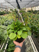 Load image into Gallery viewer, Peperomia &#39;Rana Verde&#39;