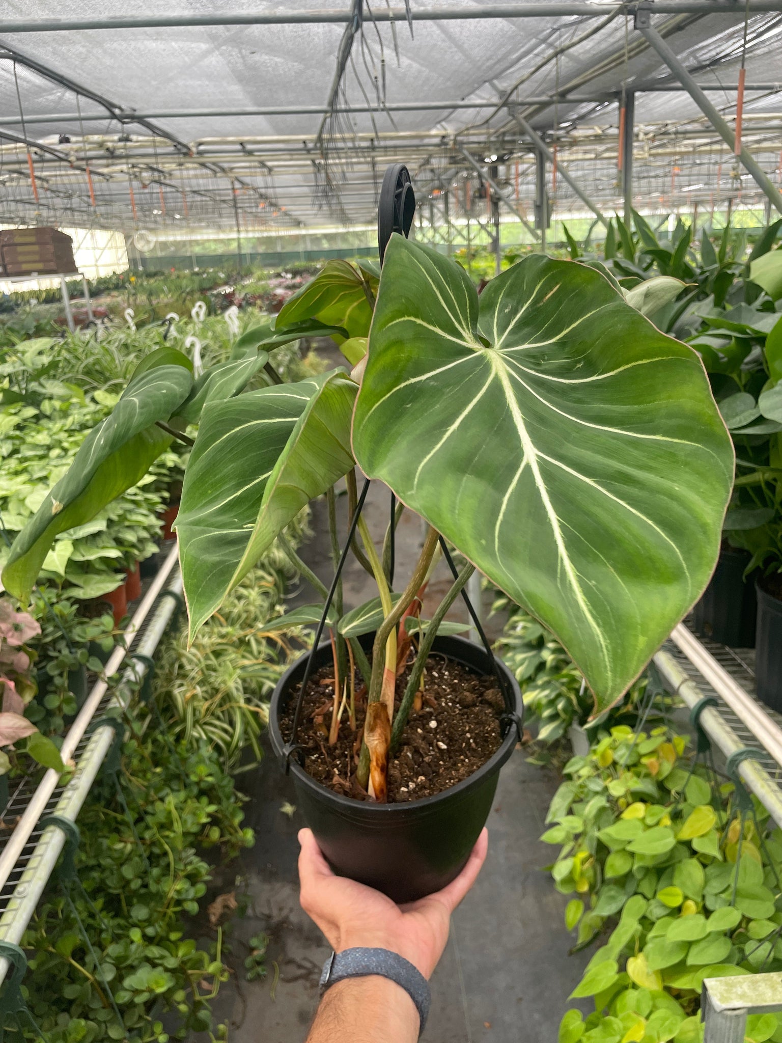 philodendron gloriosum zebrina Philodendron Gloriosum – Mickey Hargitay Plants