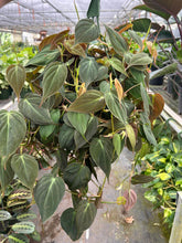 Load image into Gallery viewer, Philodendron &#39;Velvet&#39;