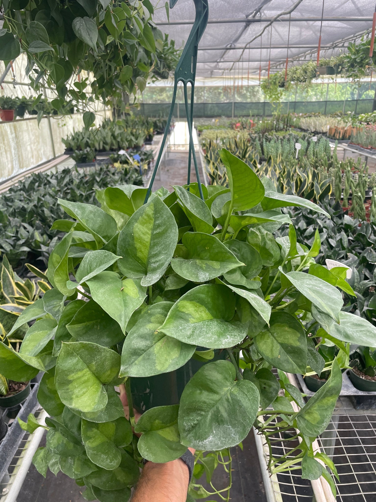 global green pothos for sale Pothos 'Global Green'