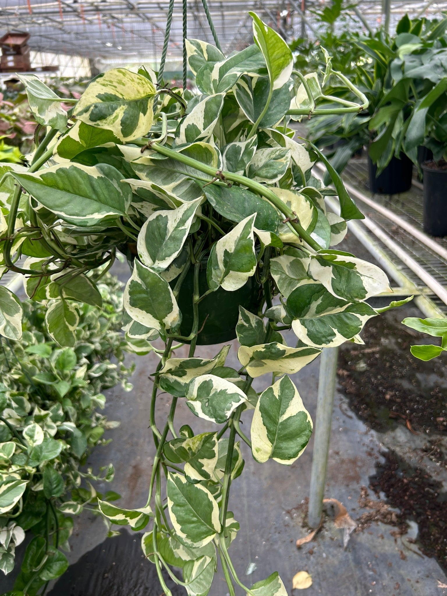 njoy pothos on moss pole Pothos 'N'joy' – Mickey Hargitay Plants