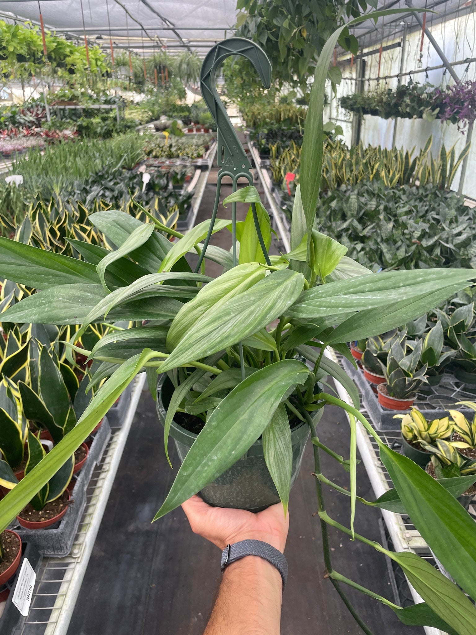 silver streak pothos Pothos 'Silver Streak'