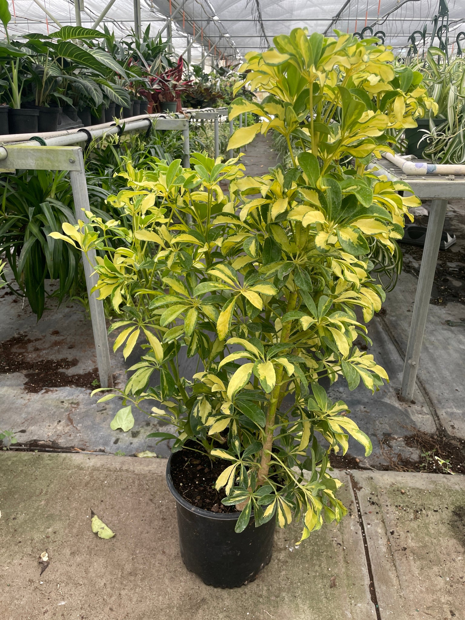 Schefflera Variegated Mickey Hargitay Plants schefflera-variegated-mickey-hargitay-plants