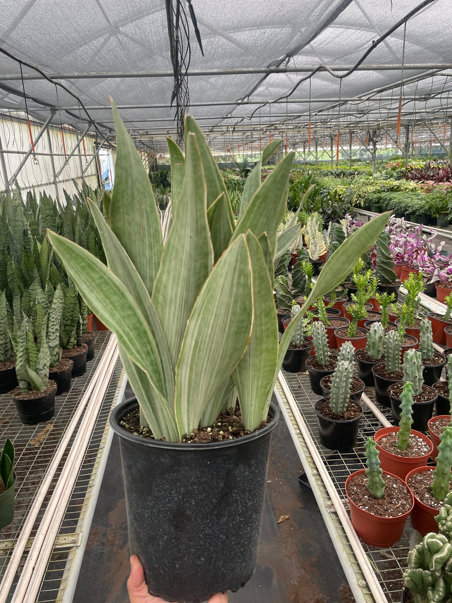 metallica snake plant Snake Plant 'Sayuri' – Mickey Hargitay Plants