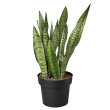 Load image into Gallery viewer, Snake Plant &#39;Zeylanica&#39;