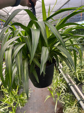 Load image into Gallery viewer, Spider Plant Hawaiian
